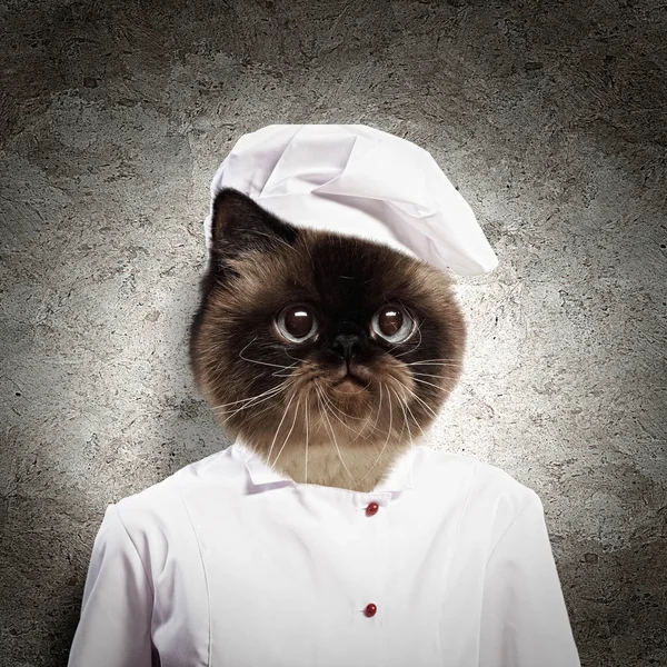 Funny fluffy cat cook in a robe — Stock Photo, Image