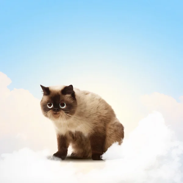 Komik tüylü kedi renk arka plan — Stok fotoğraf