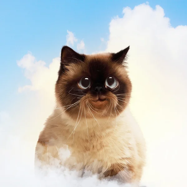 Grappige pluizig kat tegen een achtergrond met kleur — Stockfoto
