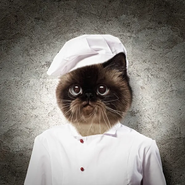Lustige flauschige Katze Köchin in einem Gewand — Stockfoto