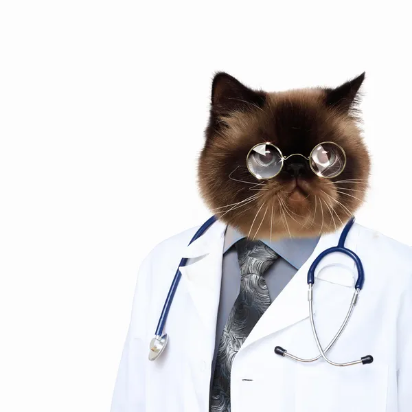 Divertido médico gato esponjoso en una bata —  Fotos de Stock