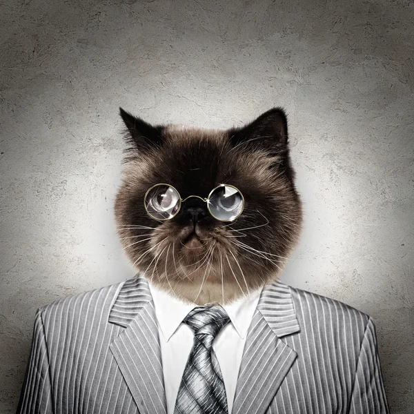 Iş kıyafeti içinde komik tüylü kedi — Stok fotoğraf
