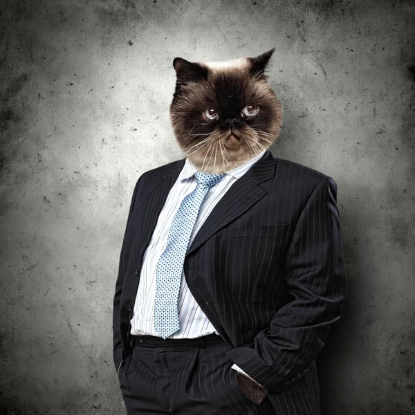 Lustige flauschige Katze im Business-Anzug — Stockfoto