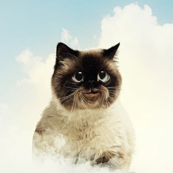 Lustige flauschige Katze vor farbigem Hintergrund — Stockfoto