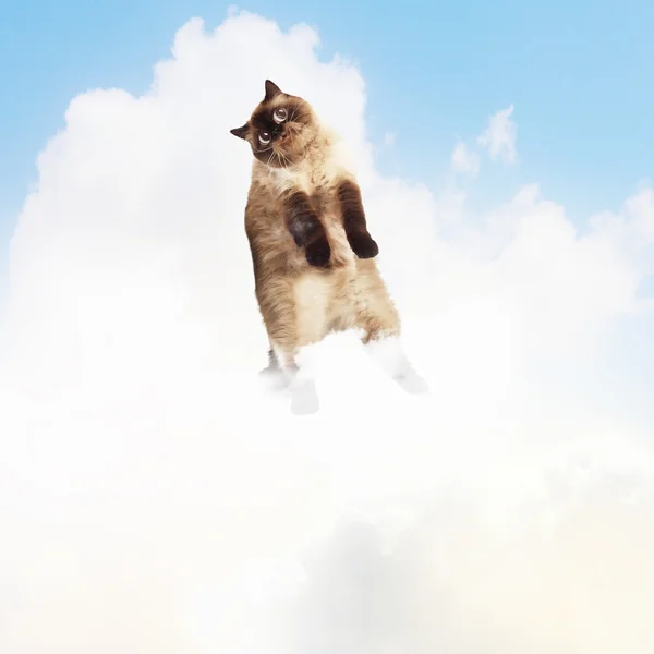 Legrační chlupatou kočičku barvy pozadí — Stock fotografie