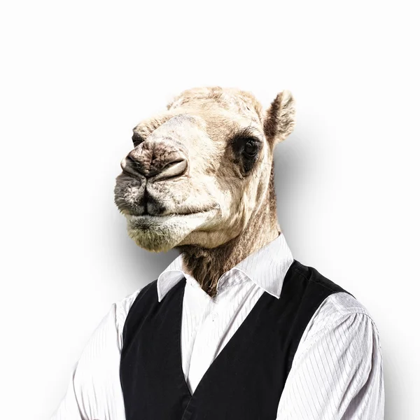 Portrait of a funny camel in a business suit — Stock Photo, Image