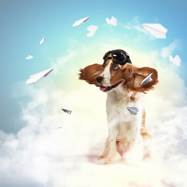 Dog-aviator wearing a helmet pilot. Collage Stock Photo