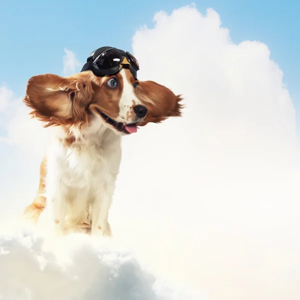 Dog-aviator wearing a helmet pilot. Collage Stock Photo