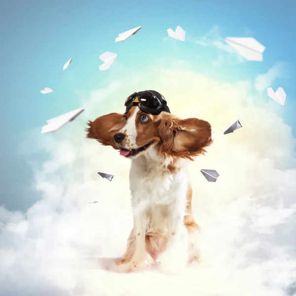 Dog-aviator wearing a helmet pilot. Collage Royalty Free Stock Images