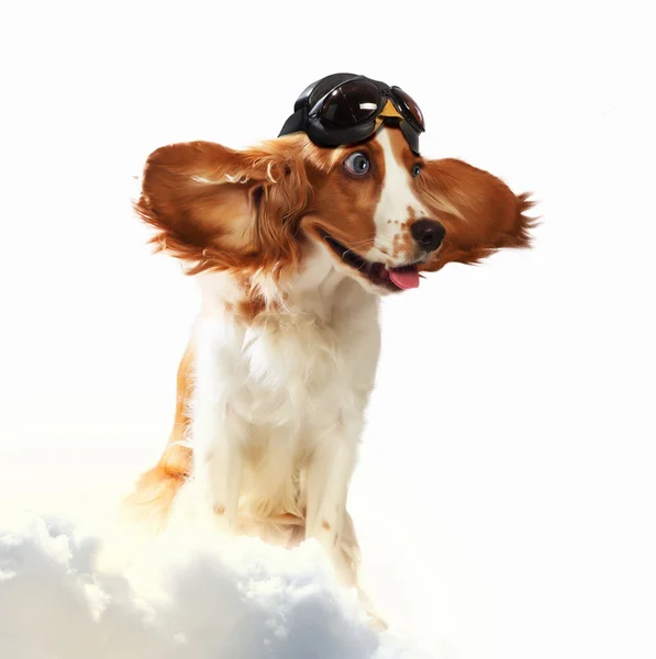 Dog-aviator wearing a helmet pilot. Collage Royalty Free Stock Images