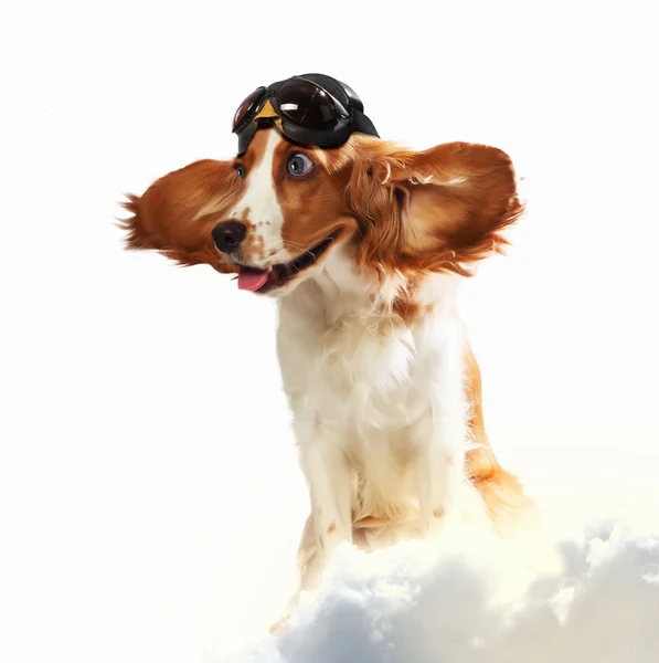 Dog-aviator wearing a helmet pilot. Collage Stock Picture