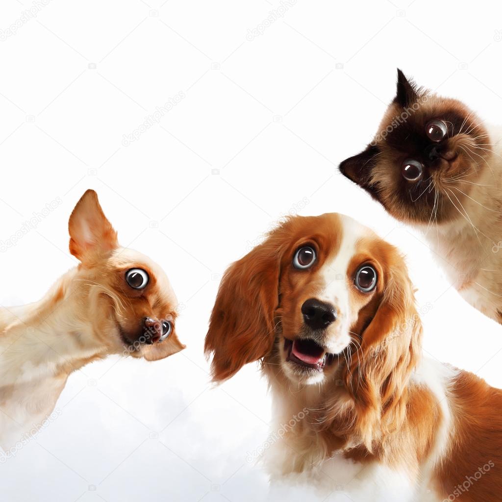 Animales graciosos pareja fotos de stock, imágenes de Animales graciosos pareja sin royalties | Depositphotos Animales graciosos pareja fotos de stock, imágenes de Animales graciosos pareja sin royalties | Depositphotos