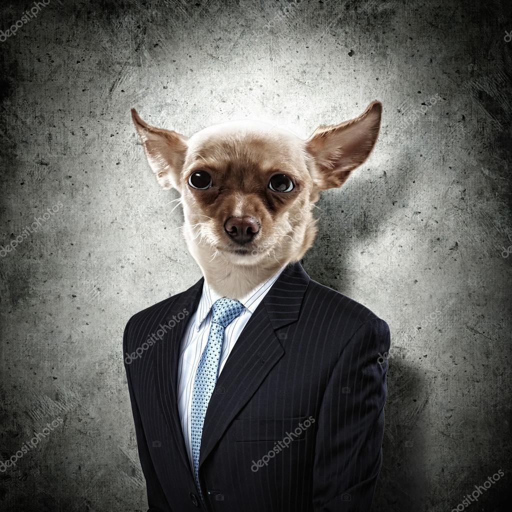 スーツを着た犬の面白い肖像画 ストック写真 C Sergeynivens スーツを着た犬の面白い肖像画 ストック写真 C Sergeynivens