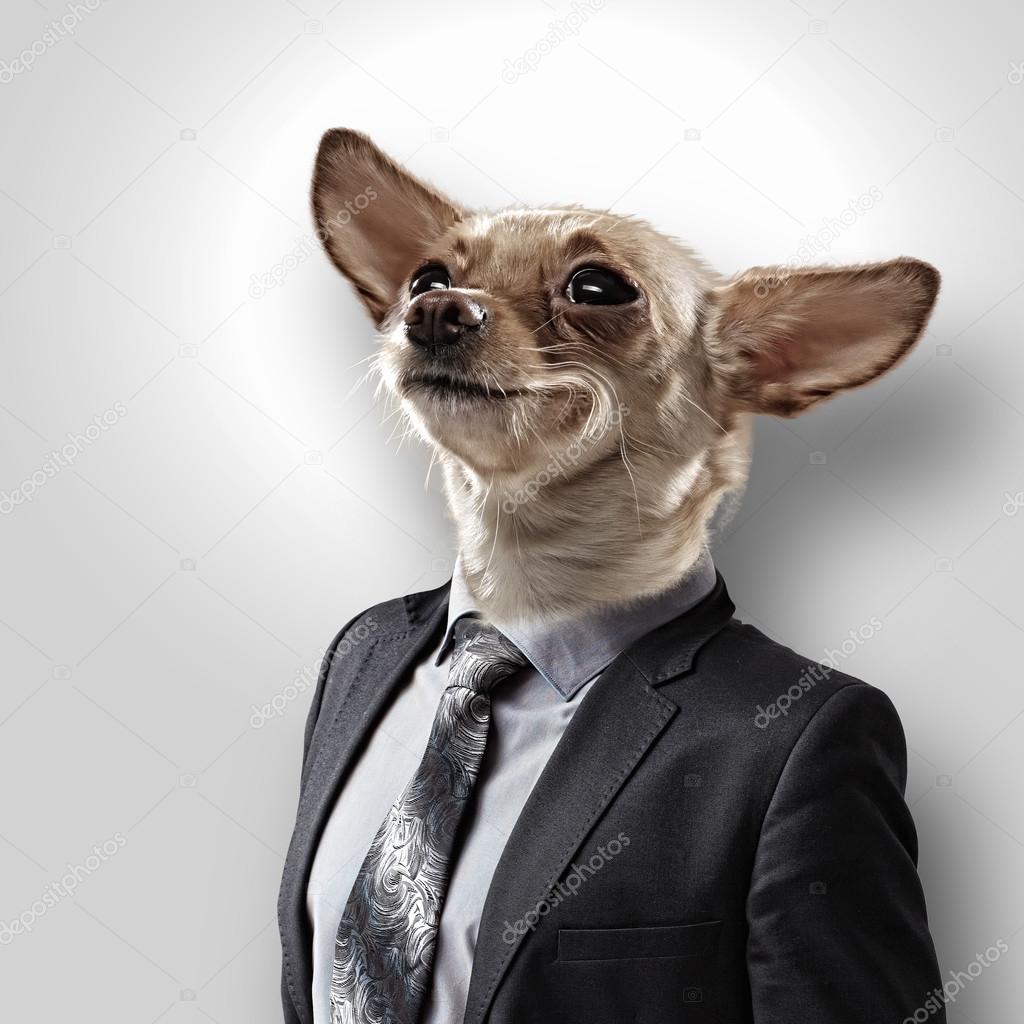 Takım elbiseli bir köpek komik portresi Stok fotoğrafçılık