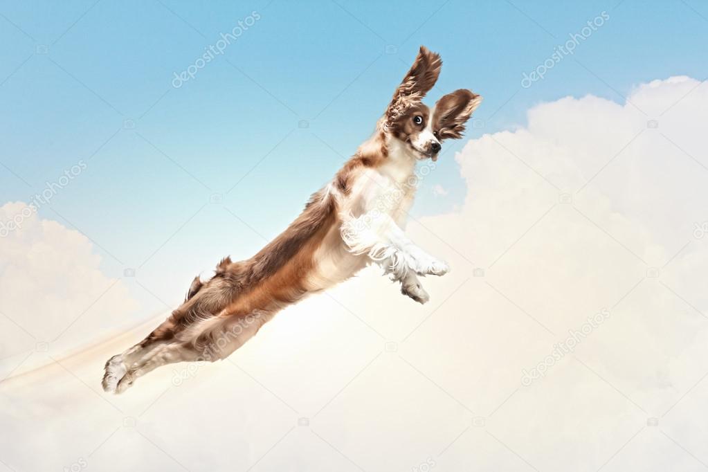 Basset hound volando entre las nubes fotograf??a de stock