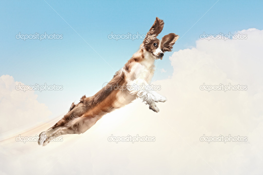 Basset hound flying between the clouds
