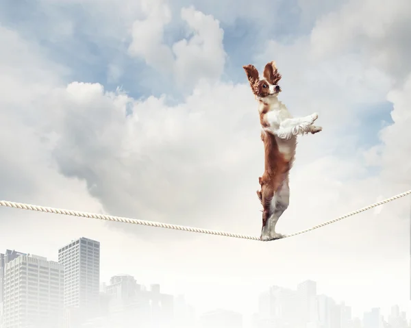Dog balancing on rope — Stock Photo, Image