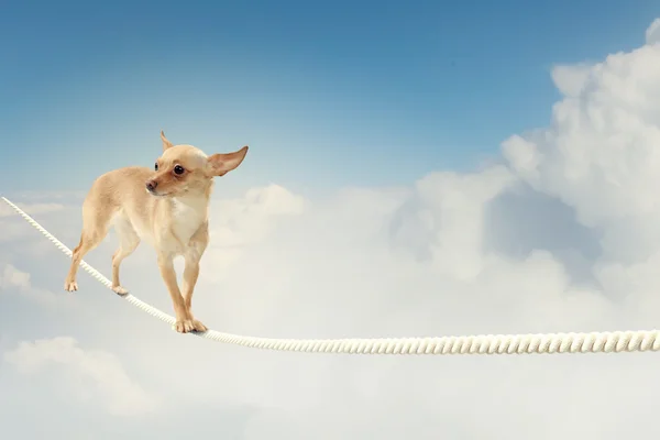 Собака балансирует на веревке — стоковое фото