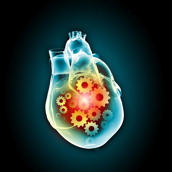 Human heart — Stock Photo, Image