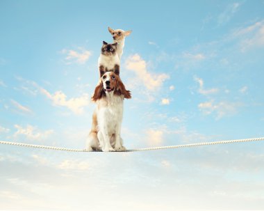 köpek ipe Dengeleme