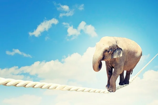 Elephant walking on rope