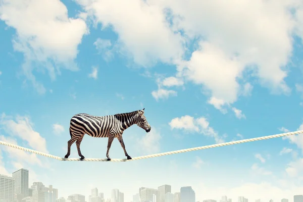 Zebra andando na corda — Fotografia de Stock