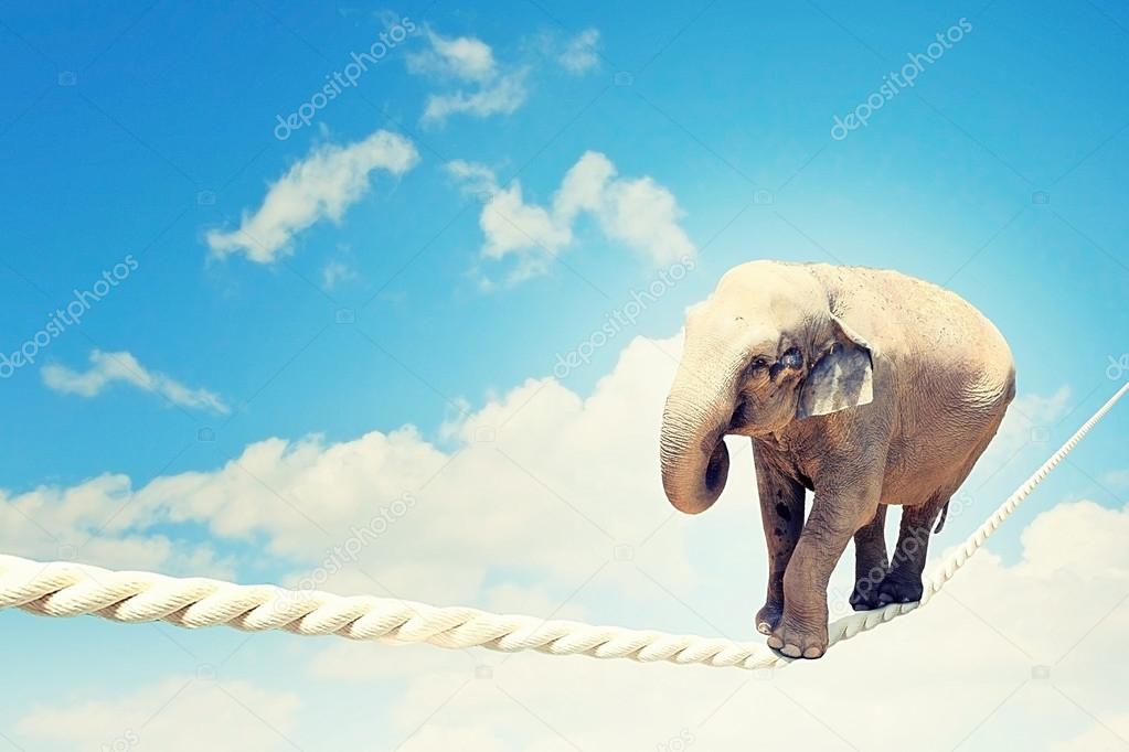 Elephant walking on rope