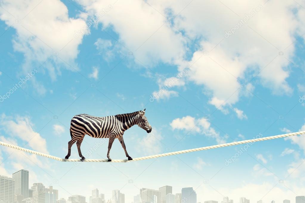 Zebra walking on rope