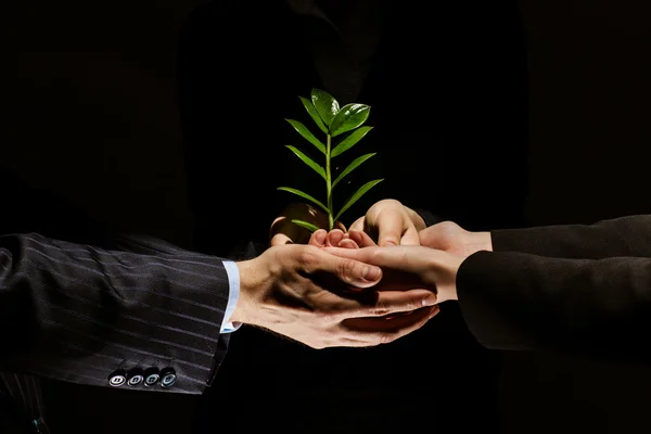 Keimen in den Händen — Stockfoto