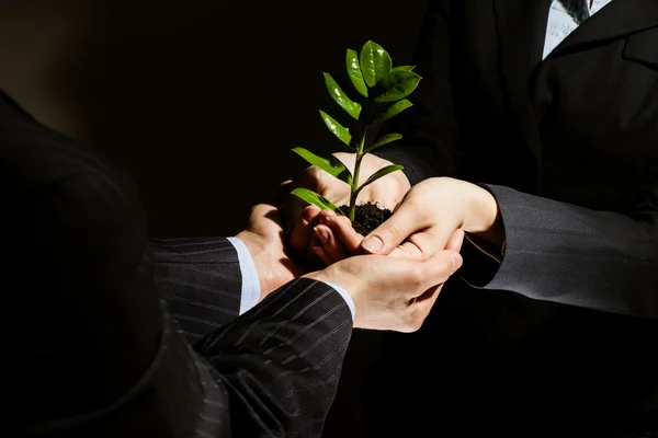 Ontkiemen in handen — Stockfoto