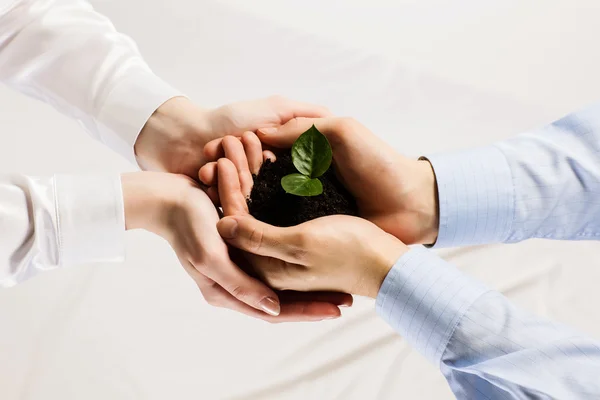 Sprout in hands — Stock Photo, Image