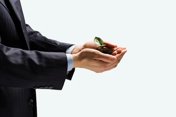 Sprout in hands — Stock Photo, Image