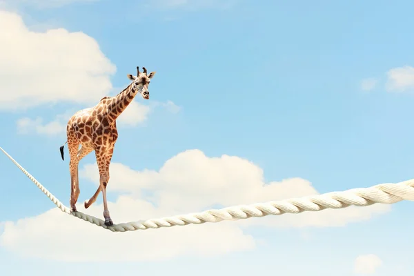 Girafa andando sobre corda — Fotografia de Stock