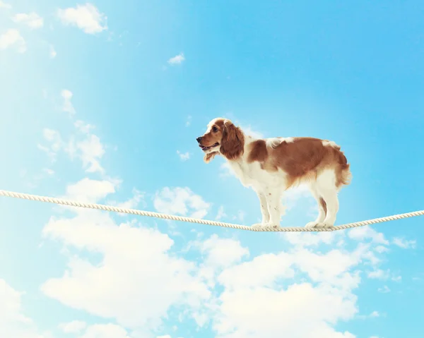 Hond balanceren op touw — Stockfoto