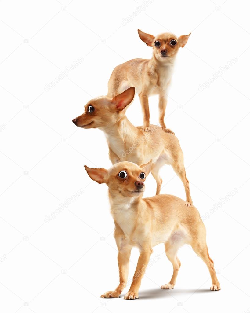 Pyramid of three funny dogs