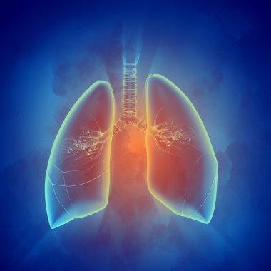 Şematik insan akciğer