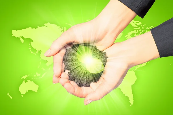Sprout in hands — Stock Photo, Image
