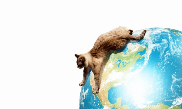 Сіамська кішка гра — стокове фото