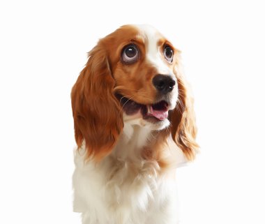 Komik köpek portresi