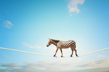zebra ipte yürümek