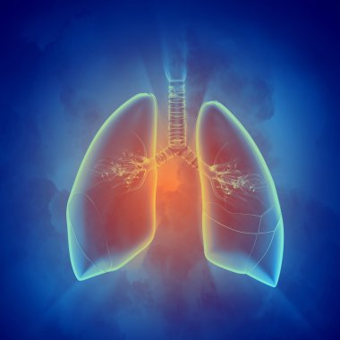 Şematik insan akciğer