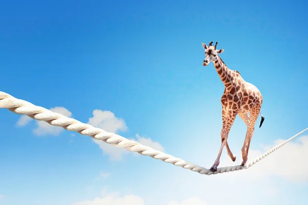 Giraffe walking on rope — Stock Photo, Image