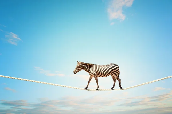 Zebra andando na corda — Fotografia de Stock