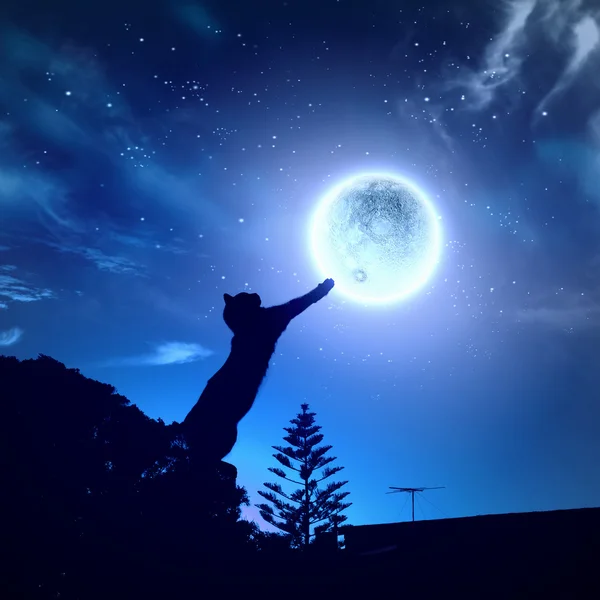 Katze fängt Mond — Stockfoto