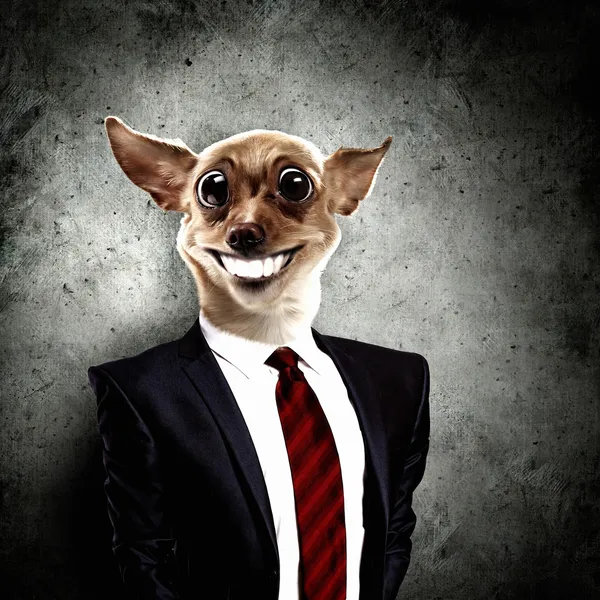Takım elbiseli bir köpek komik portresi