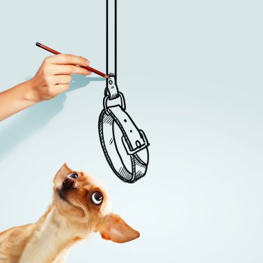 küçük komik köpek