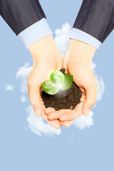 Sprout in hands — Stock Photo, Image