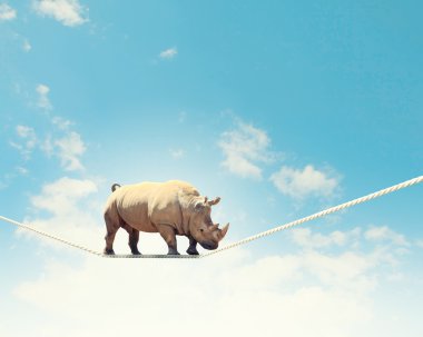 rhino ipte yürümek