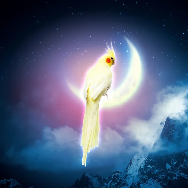 Papagaio sentado na lua — Fotografia de Stock
