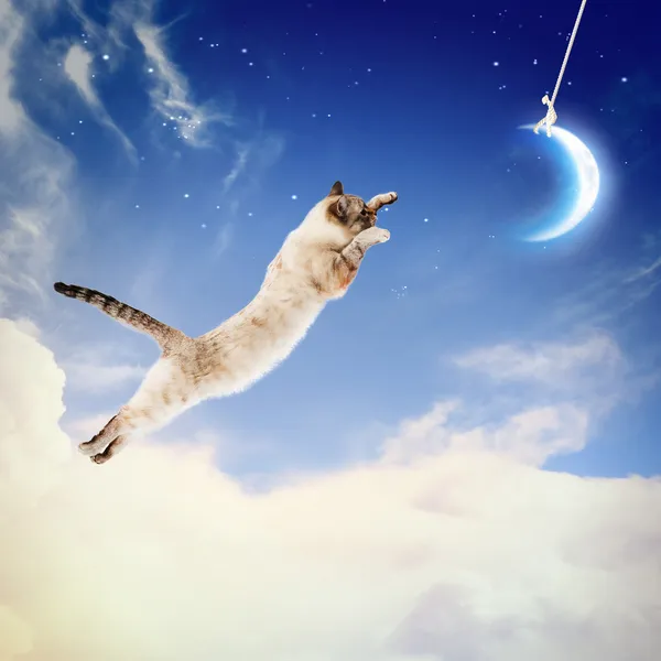 Katze fängt Mond — Stockfoto